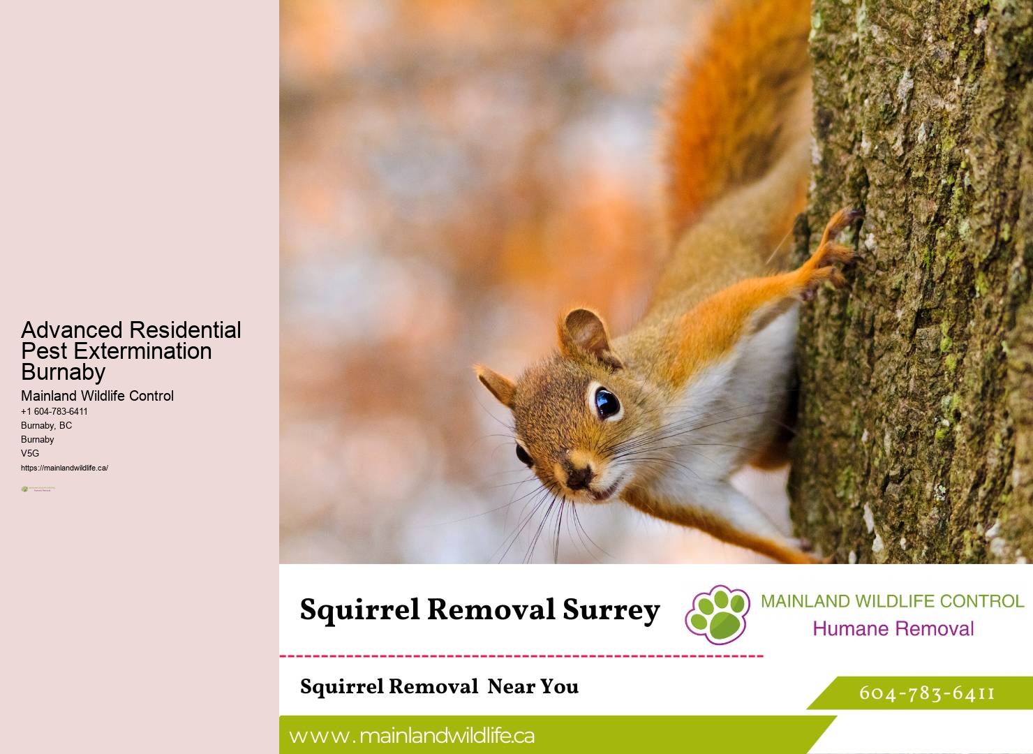 Trusted Eco-conscious Pest Removal Burnaby