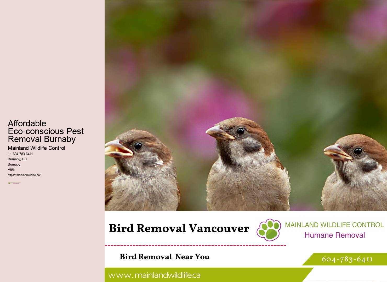 Professional Eco-conscious Pest Control Burnaby