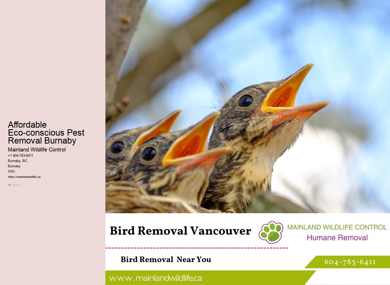 Cost-effective Pest Control Solutions Burnaby