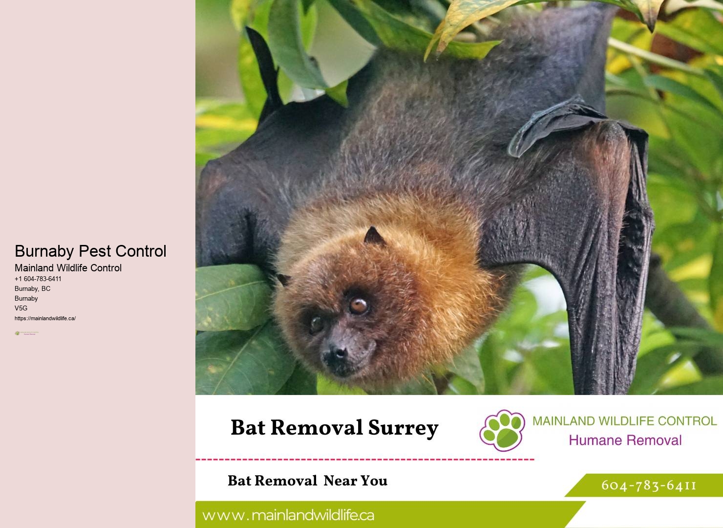 Advanced Residential Pest Extermination Burnaby