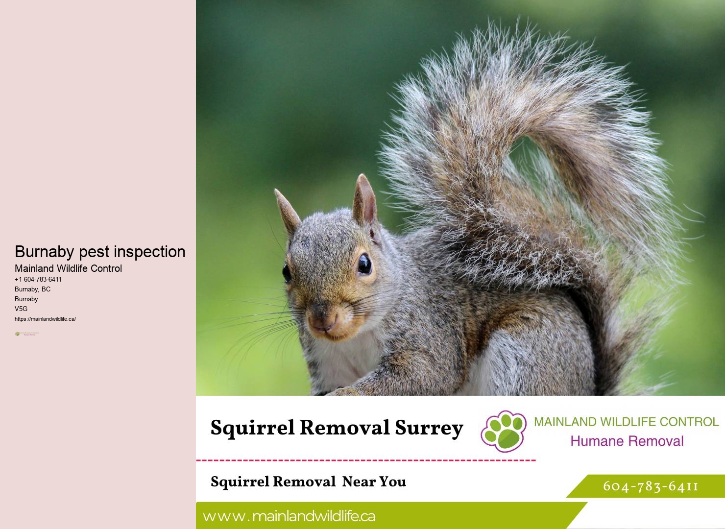 Burnaby Pest Control Experts