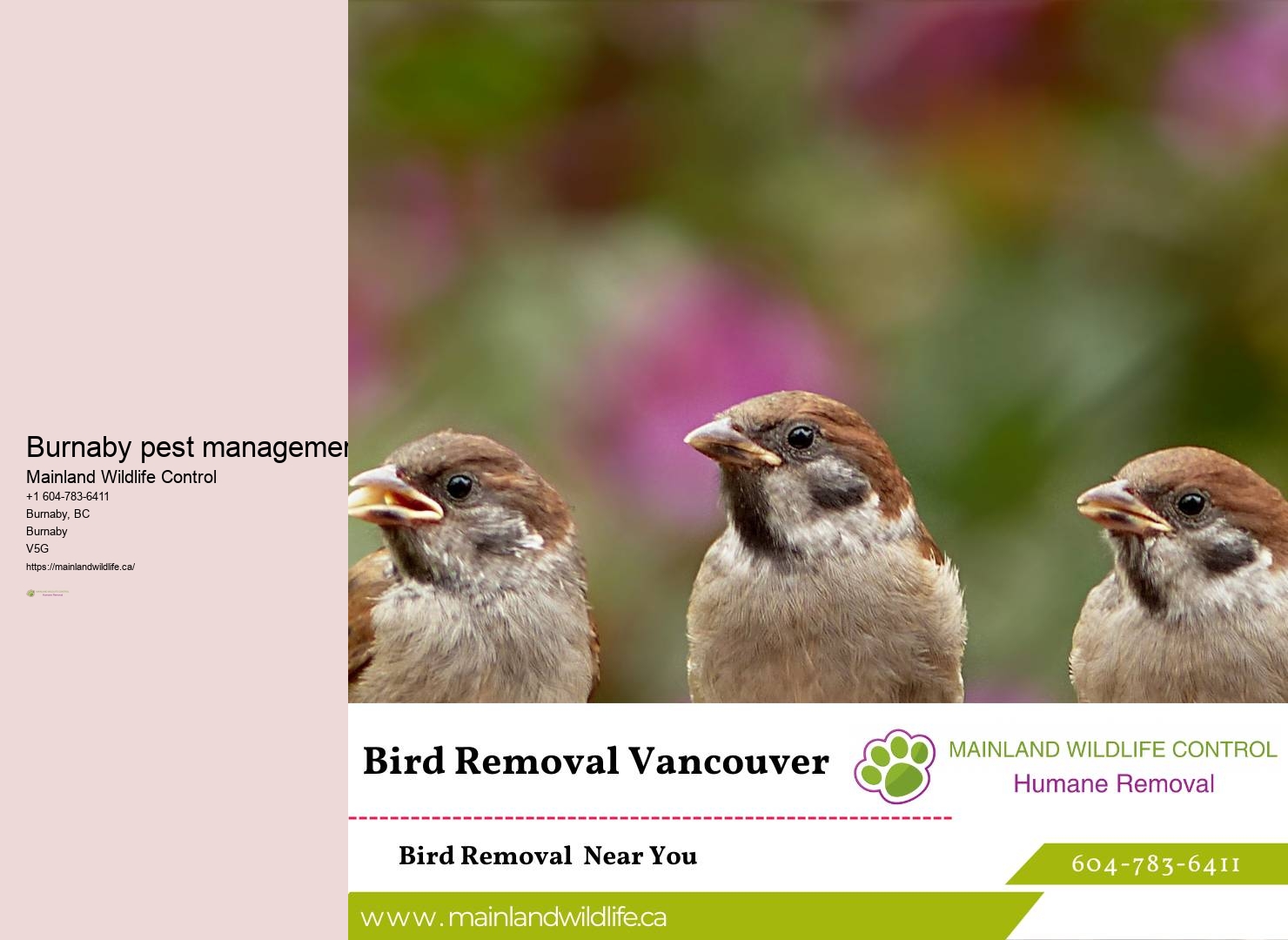Local Pest Control Company Burnaby