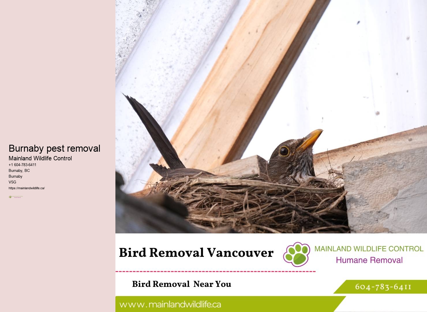 Comprehensive Pest Control Assessments Burnaby