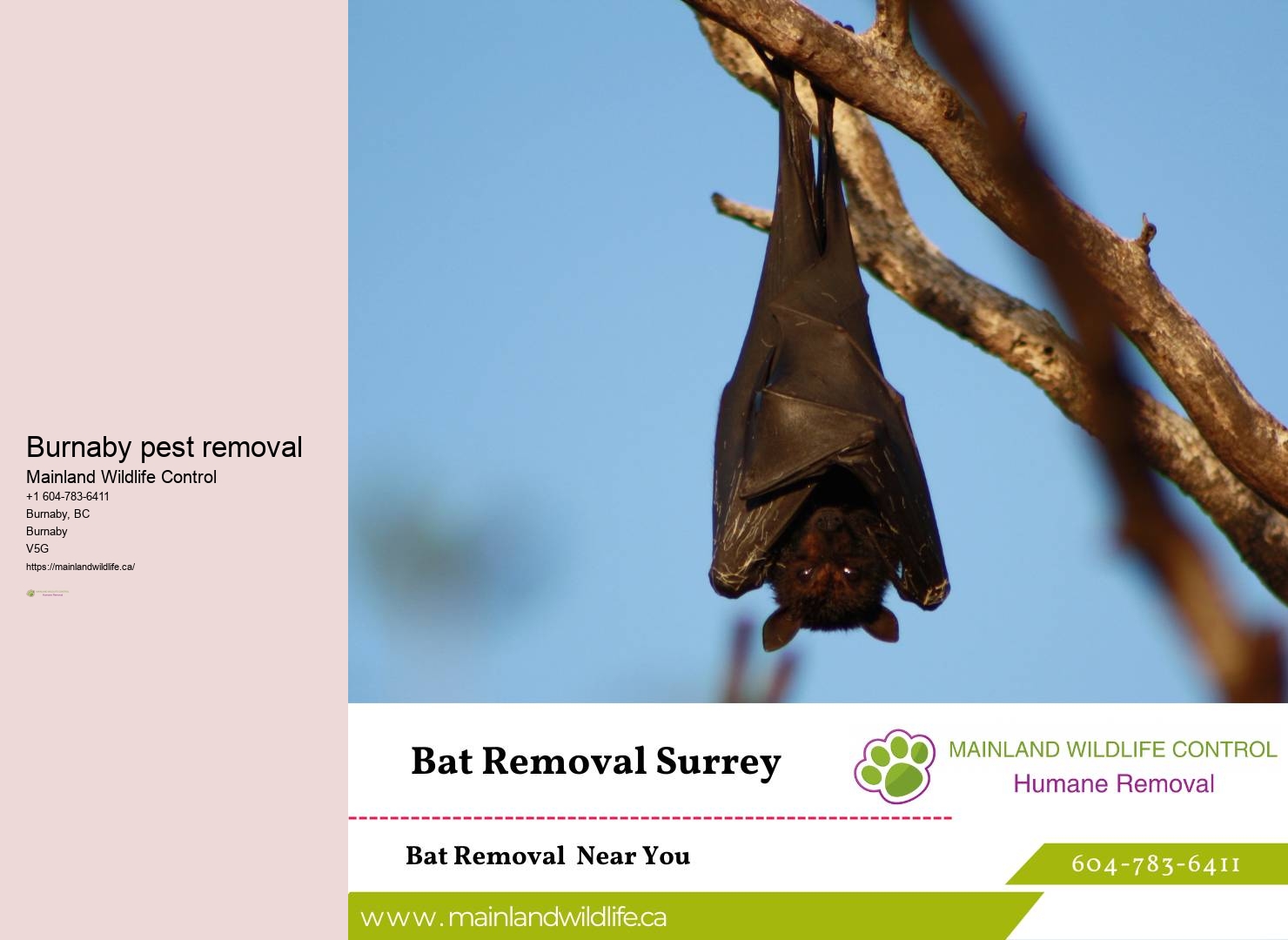 Proven Residential Pest Control Methods Burnaby