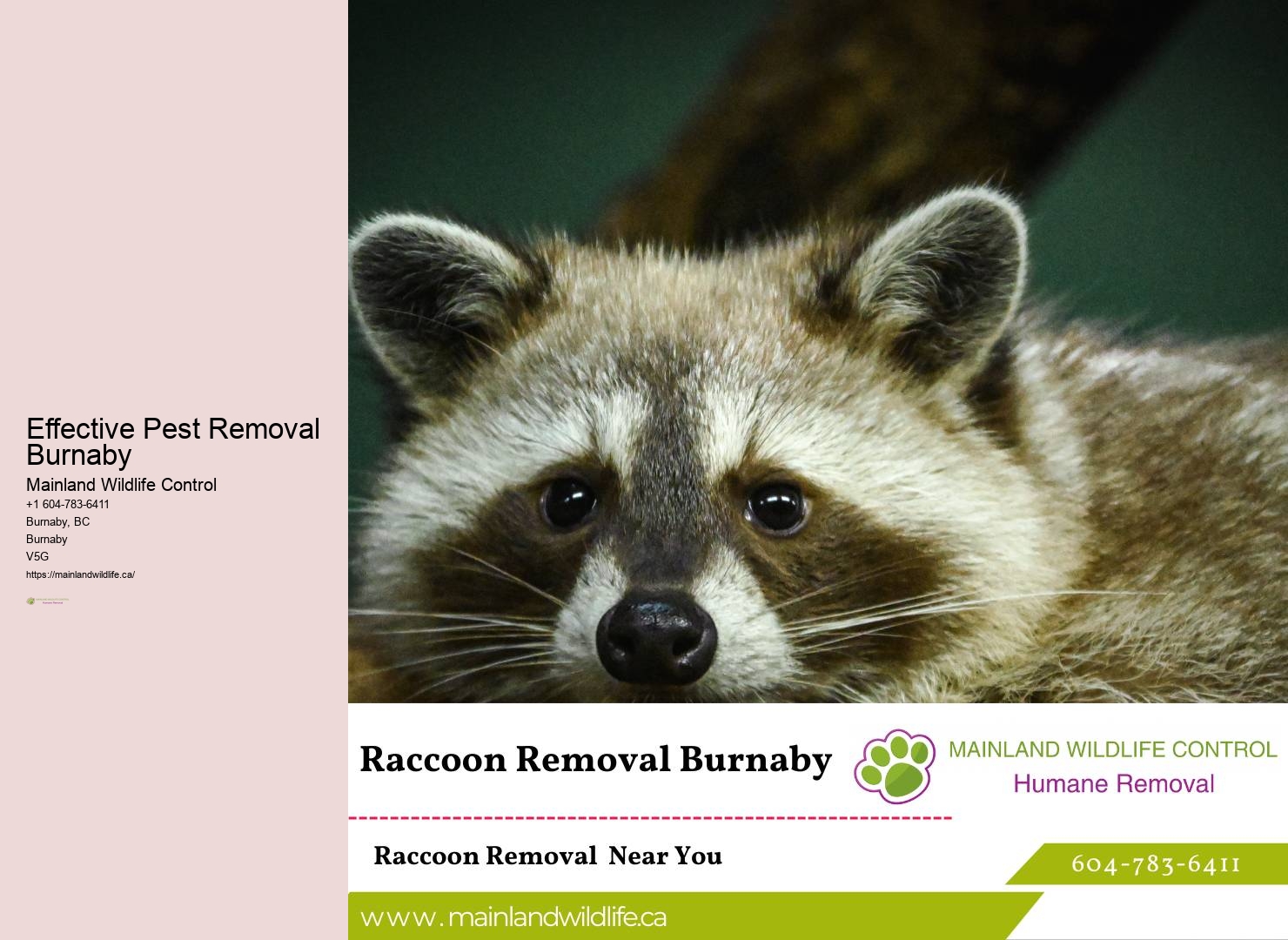 Affordable Pest Control Companies Burnaby