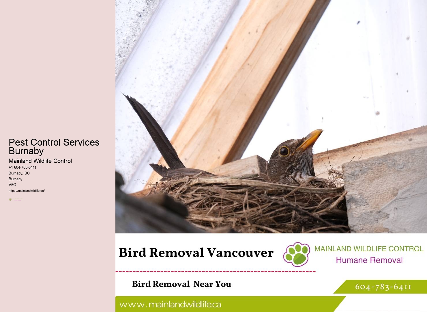 Trusted Pest Extermination Burnaby