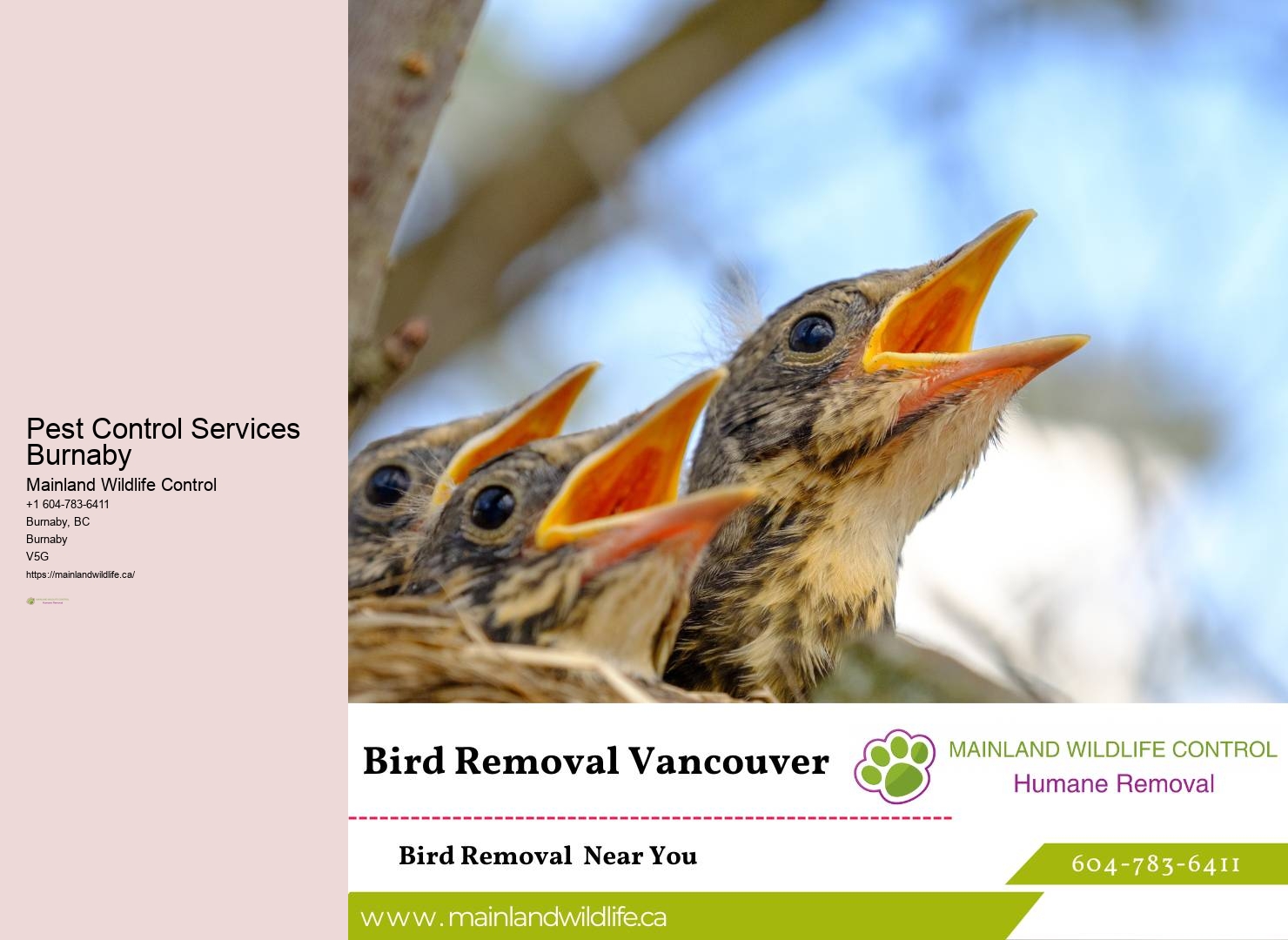 Licensed Pest Control Burnaby