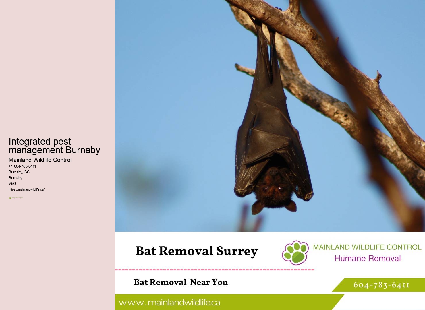 Bird Pest Control Burnaby