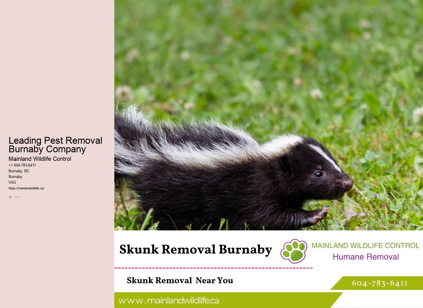 Effective Pest Control Services Burnaby