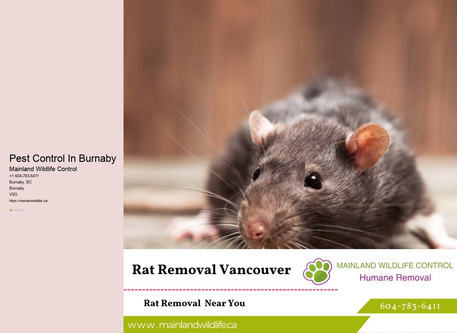 Fast and Reliable Pest Control Burnaby