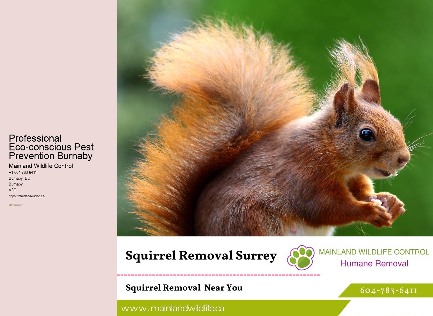 Fast and Reliable Pest Control Burnaby
