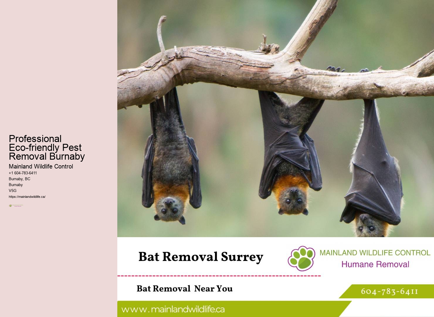 Immediate Pest Control Services Burnaby