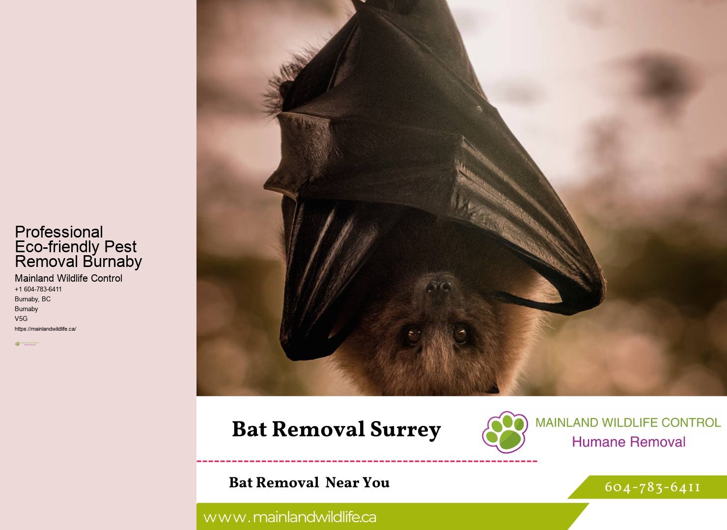 Budget-friendly Pest Control Burnaby
