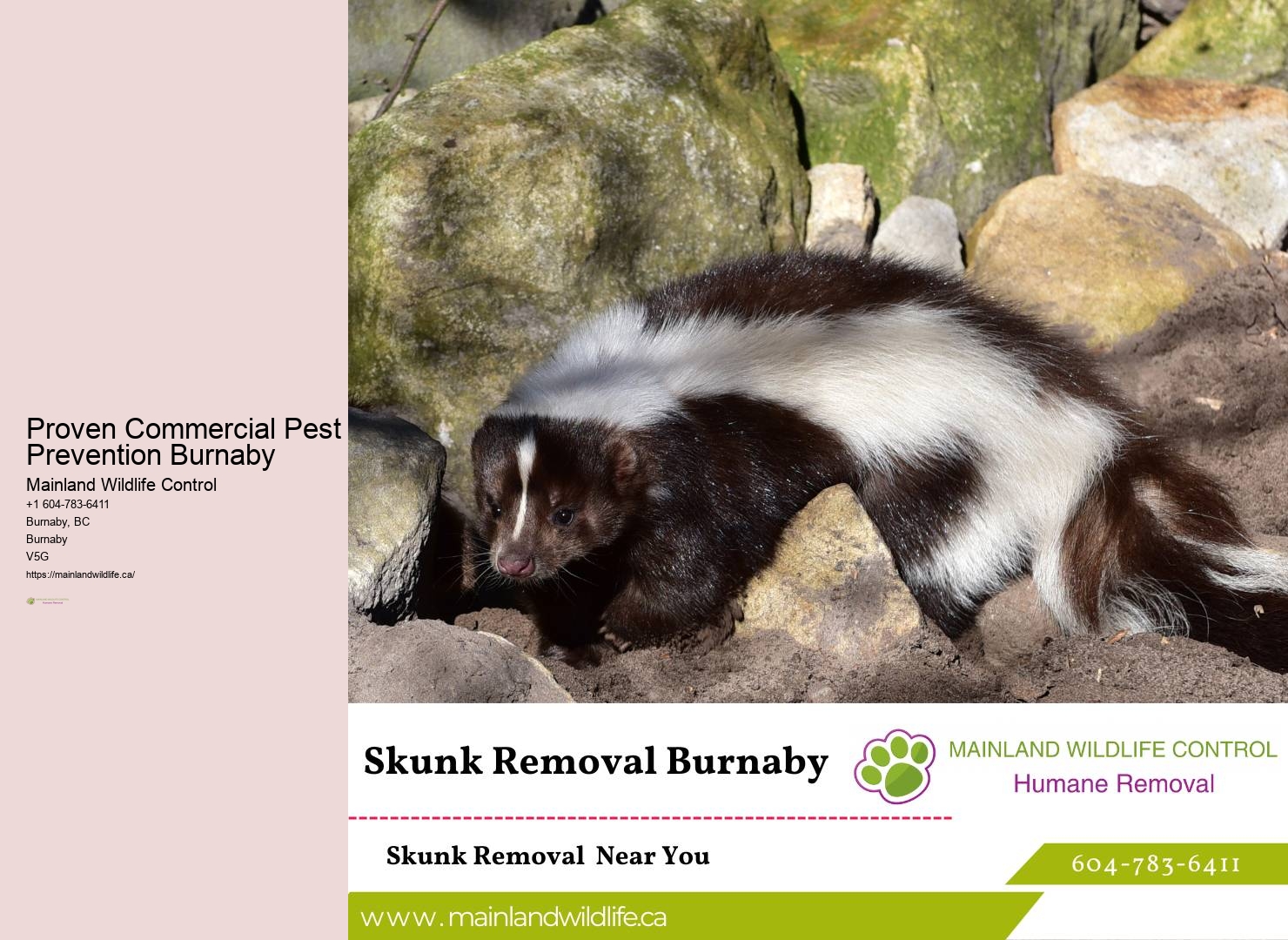 Affordable Commercial Pest Removal Burnaby