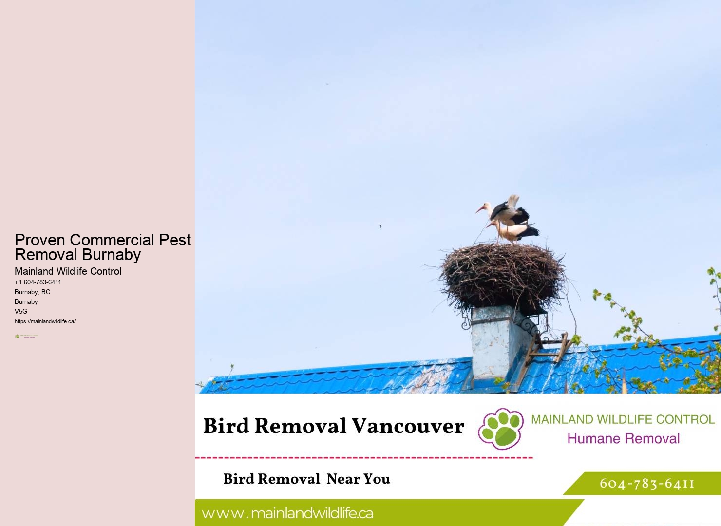 Premium Pest Control Burnaby Solutions