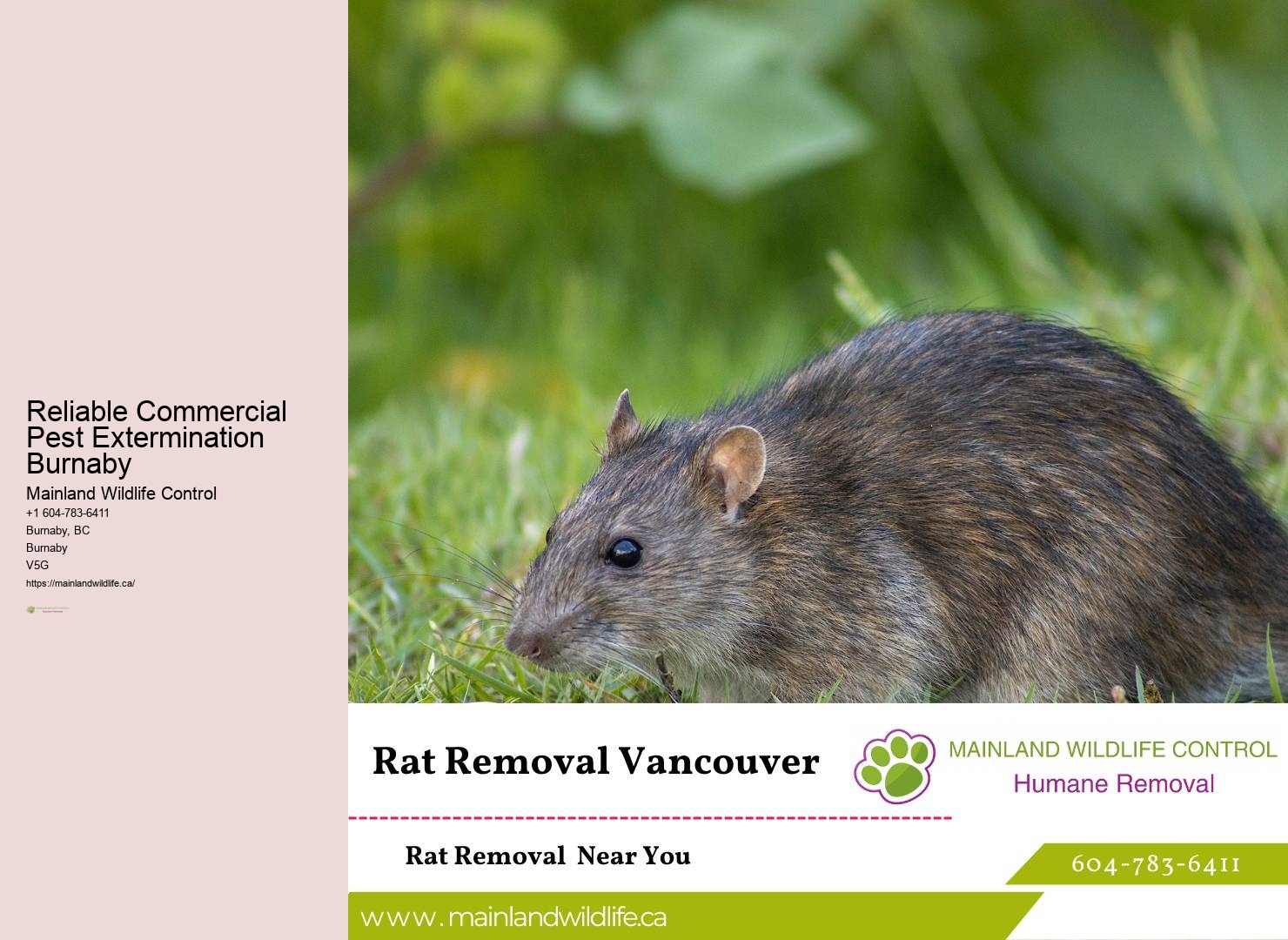 Reliable Pest Control Results Burnaby