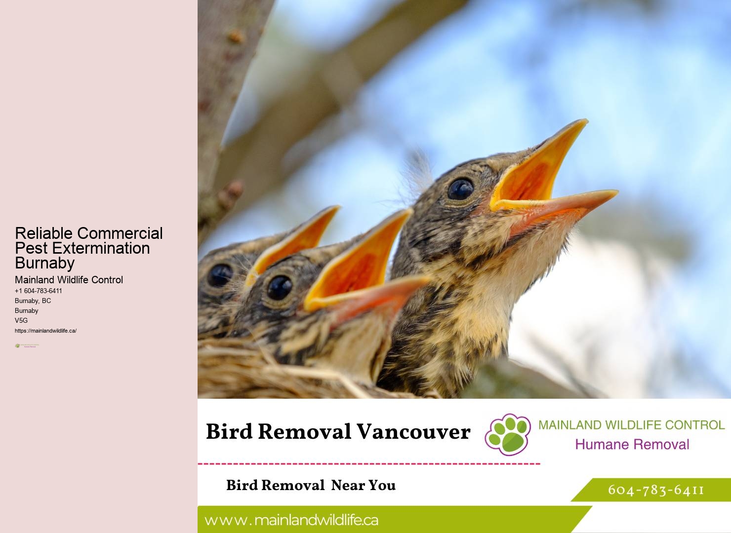 Holistic Pest Control Approaches Burnaby