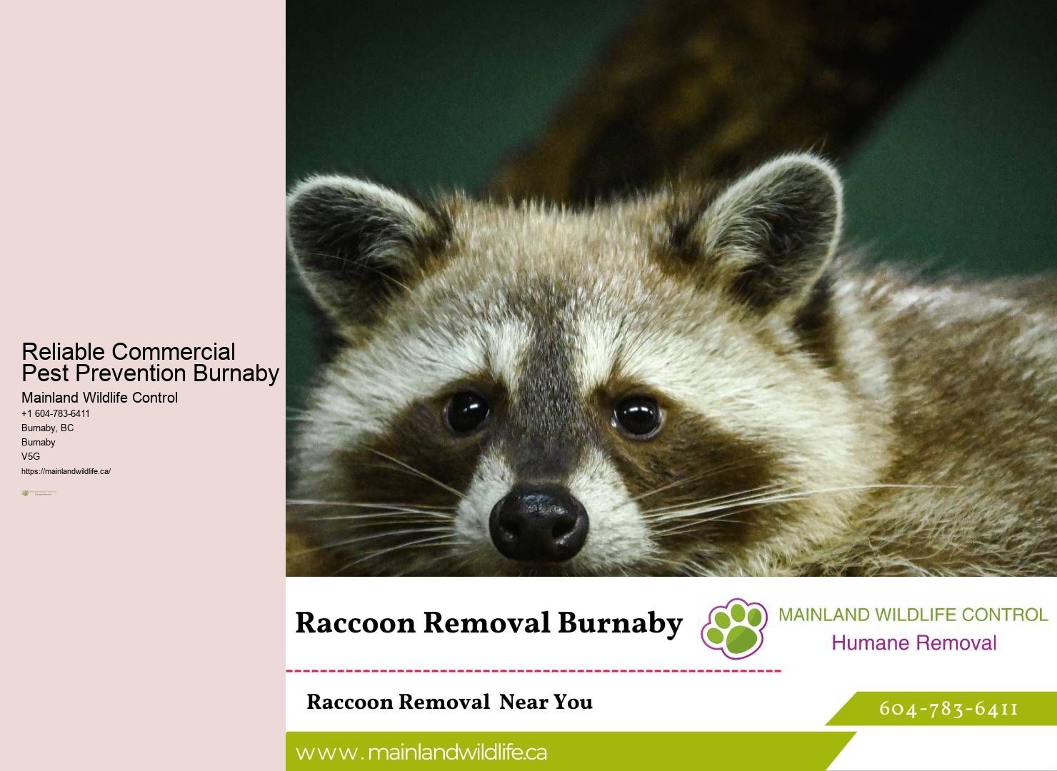 Burnaby Pest Control Experts