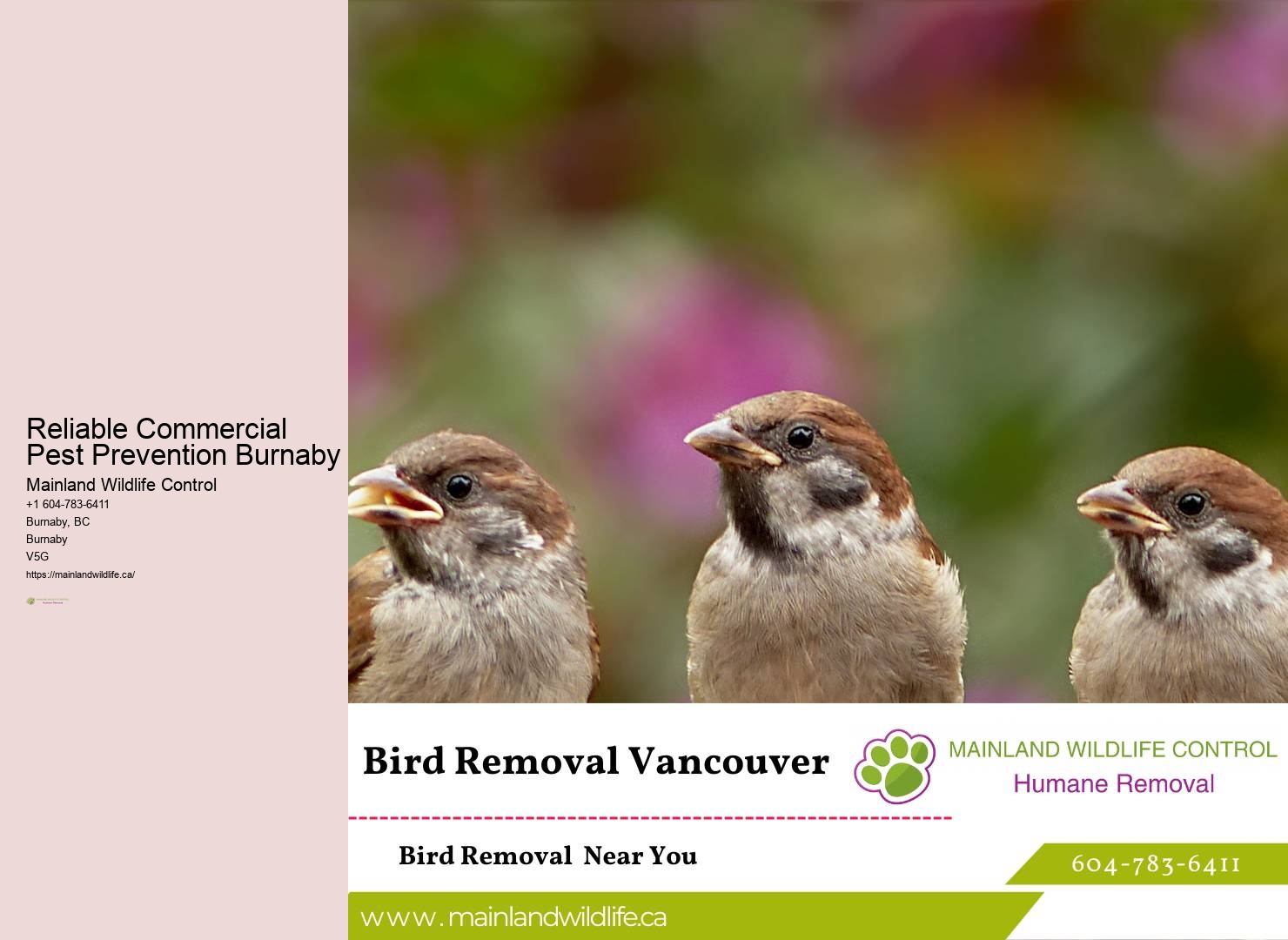 Reliable Residential Pest Control Solutions Burnaby