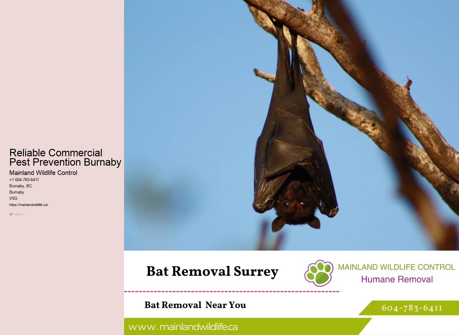 Trusted Eco-conscious Pest Prevention Burnaby