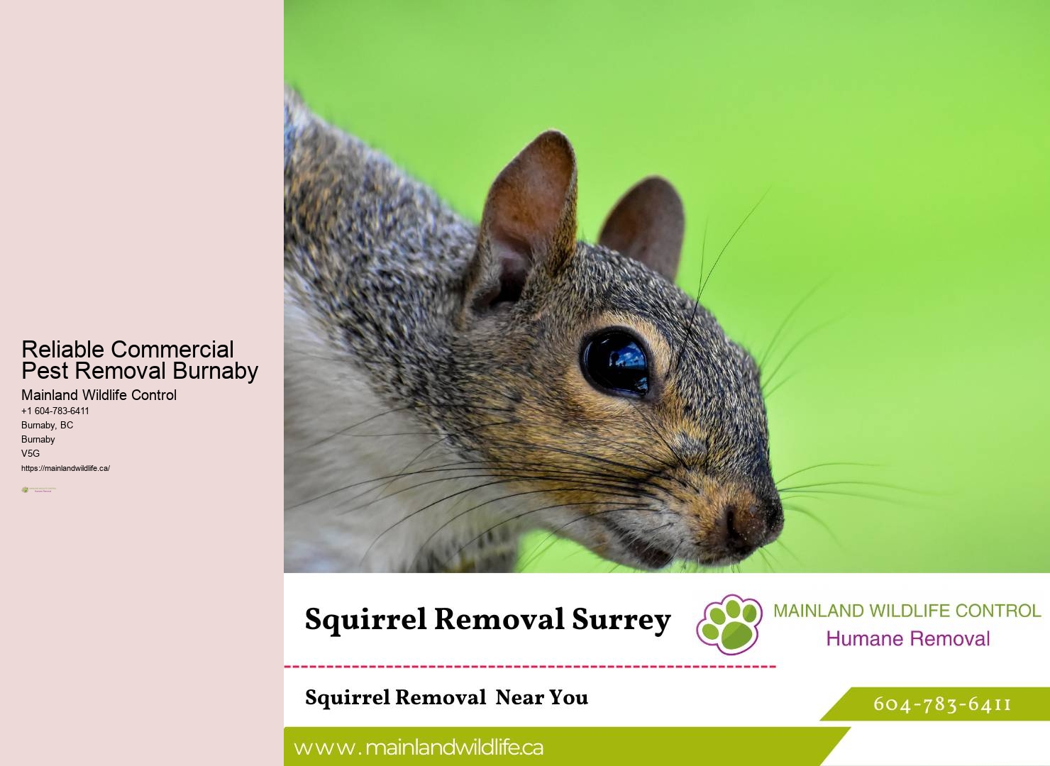Reliable Commercial Pest Extermination Burnaby