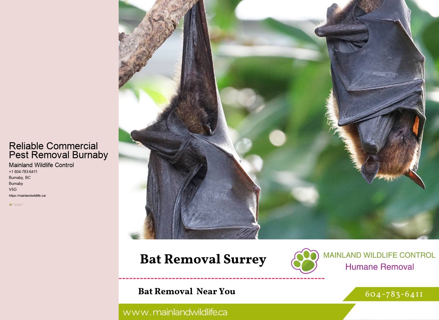 Top-rated Eco-friendly Pest Eradication Burnaby