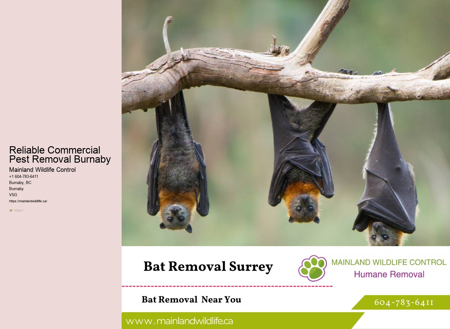 Dependable Pest Control Experts Burnaby