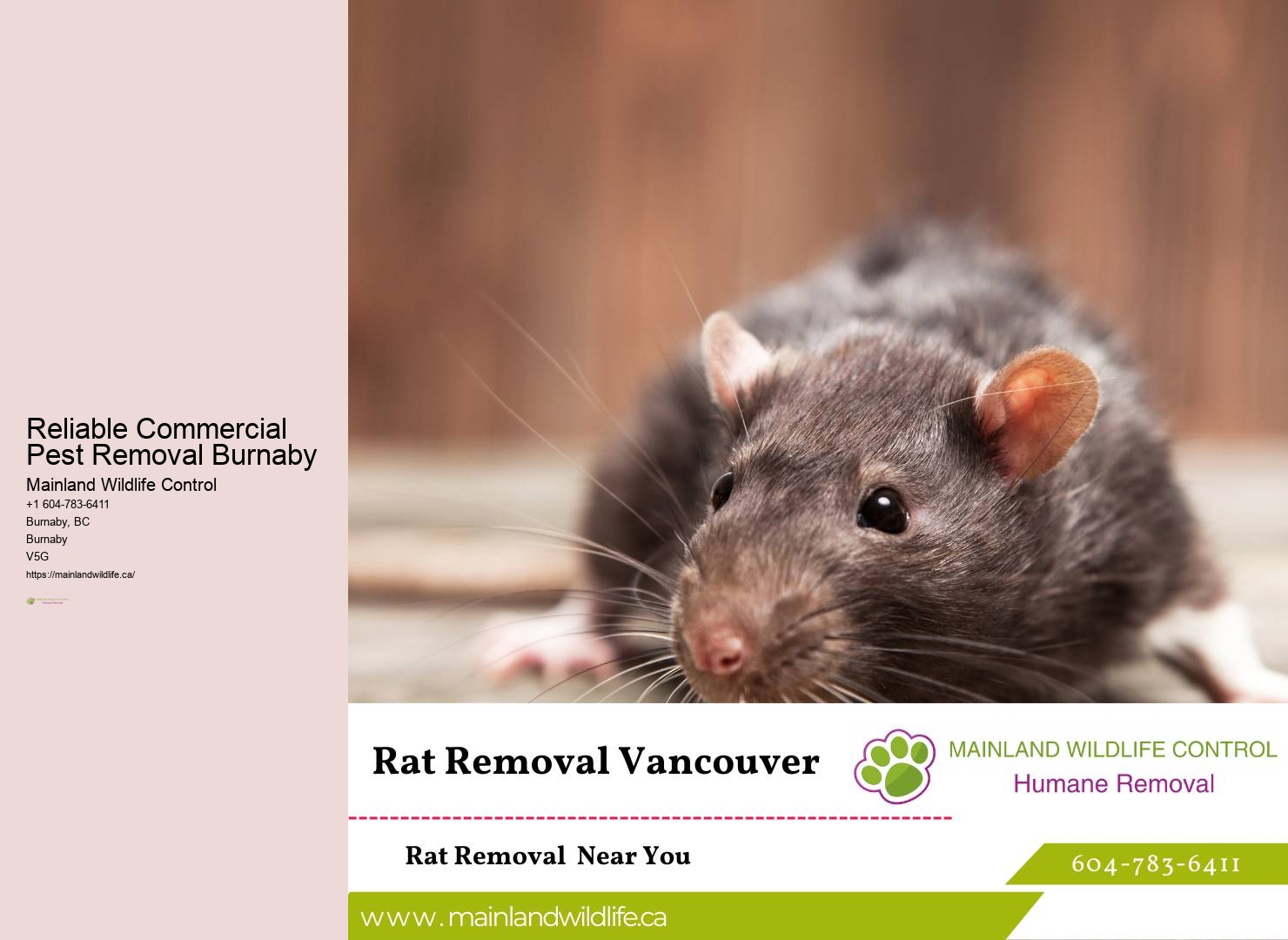 Professional Commercial Pest Control Burnaby