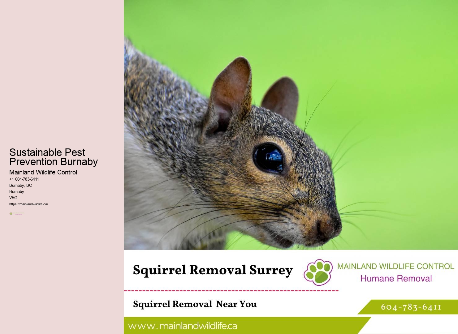 Effective Rodent Control Burnaby