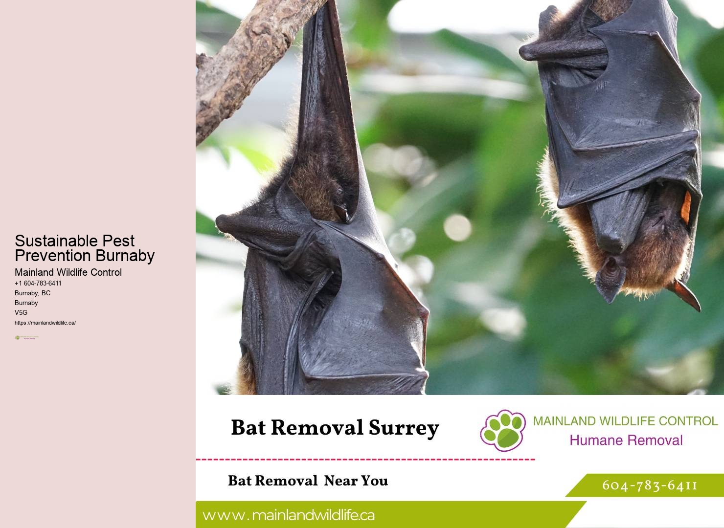 Dependable Pest Control Measures Burnaby