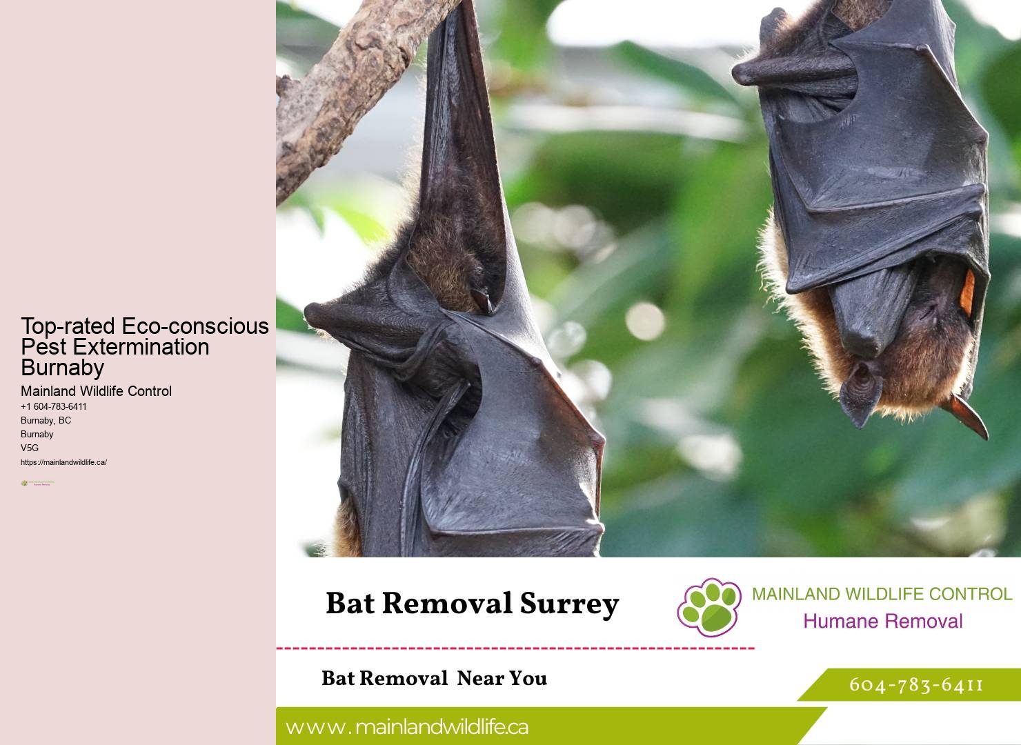 Best Value Pest Control Services Burnaby