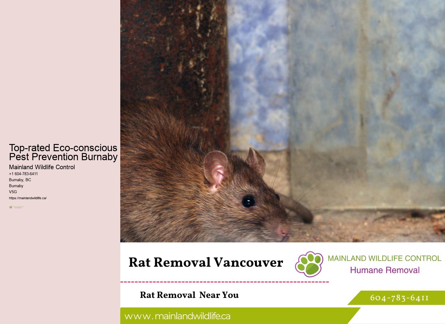 Affordable Commercial Pest Prevention Burnaby