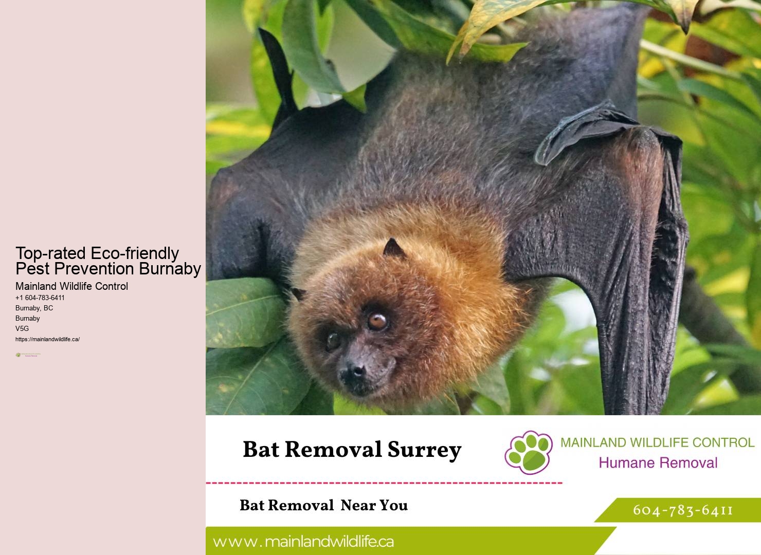 Affordable Pest Control Services Burnaby